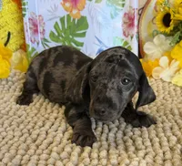 Marble Boy, a male Miniature Dachshund for sale in Gaffney, SC – 2 of 3