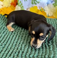 Otis, a male Miniature Dachshund for sale in Gaffney, SC – 3 of 4
