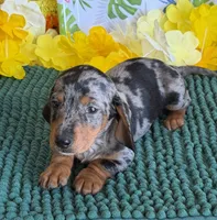 Razzle, a male Miniature Dachshund for sale in Gaffney, SC – 2 of 4