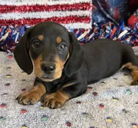 Kyle, a male Miniature Dachshund for sale in Gaffney, SC – 3 of 3