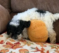 Moses, a male Cockapoo for sale in Gaffney, SC – 7 of 8