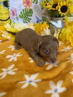 Ripple, a female Miniature Dachshund for sale in Gaffney, SC – 2 of 3