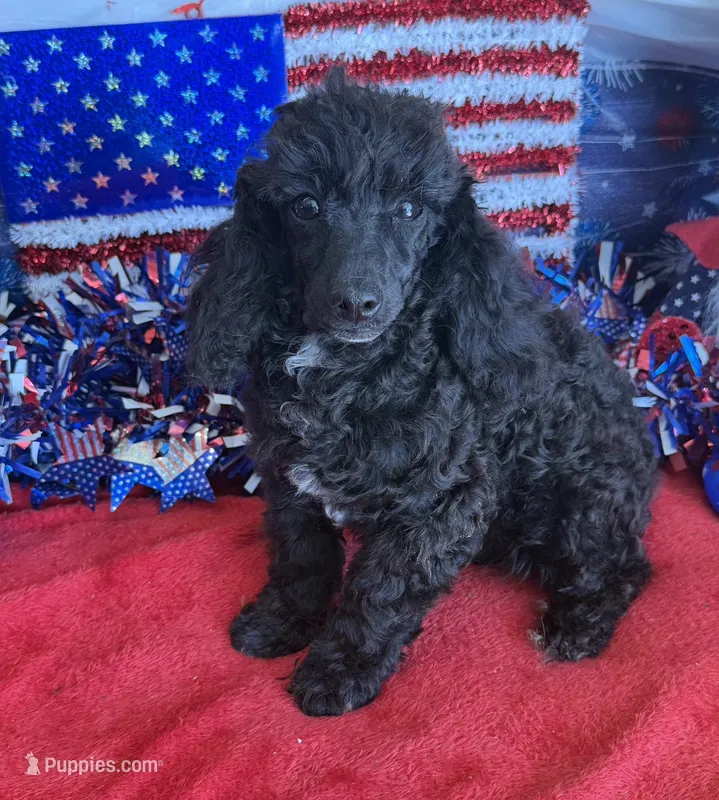 Raven – Poodle - Toy  puppy for sale in Gaffney, SC