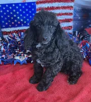 Raven, a male Poodle - Toy  for sale in Gaffney, SC – 1 of 3