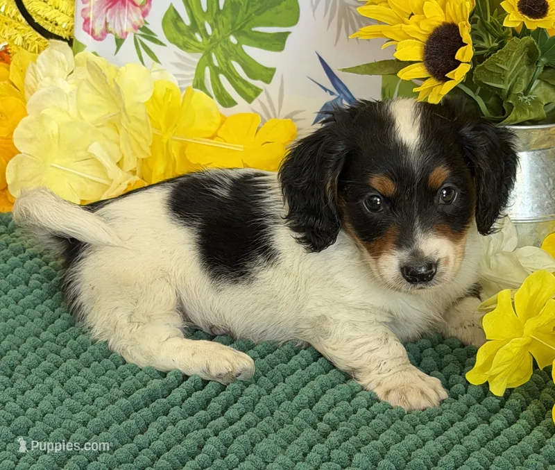 Oscar – Miniature Dachshund puppy for sale in Gaffney, SC