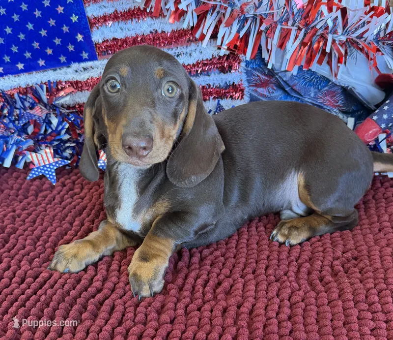Archie – Dachshund puppy for sale in Gaffney, SC