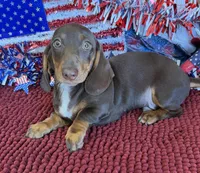 Archie, a male Dachshund for sale in Gaffney, SC – 1 of 4