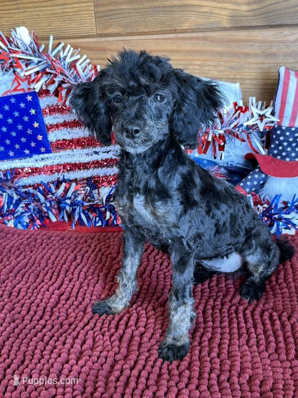 Maxine – Poodle - Toy  puppy for sale in Gaffney, SC