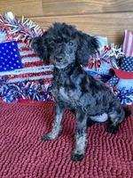 Maxine, a female Poodle - Toy  for sale in Gaffney, SC – 1 of 3