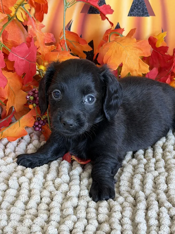 Salem, a female Miniature Dachshund for sale in Gaffney, SC – 1 of 3