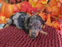 Pluto, a male Miniature Dachshund for sale in Gaffney, SC – 2 of 3