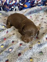 Willow, a female Miniature Dachshund for sale in Gaffney, SC – 2 of 2