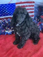 Raven, a male Poodle - Toy  for sale in Gaffney, SC – 3 of 3