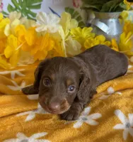 Chip, a male Miniature Dachshund for sale in Gaffney, SC – 3 of 3