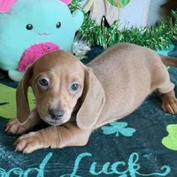 Melba, a female Dachshund for sale in Gaffney, SC – Photo 3 of 3