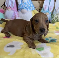 Melba, a female Dachshund for sale in Gaffney, SC – 3 of 3