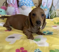 Melba, a female Dachshund for sale in Gaffney, SC – 2 of 3