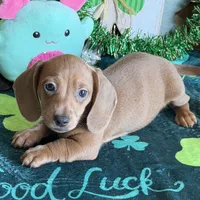 Melba, a female Dachshund for sale in Gaffney, SC – Photo 2 of 3