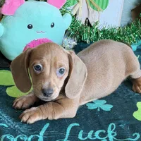 Melba, a female Dachshund for sale in Gaffney, SC – Photo 1 of 3