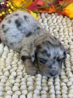 Slinky, a male Miniature Dachshund for sale in Gaffney, SC – 2 of 3