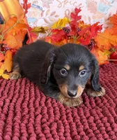 Willie, a male Miniature Dachshund for sale in Gaffney, SC – 3 of 3