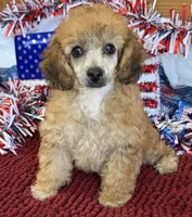 Trudy, a female Poodle - Toy  for sale in Gaffney, SC – 5 of 5