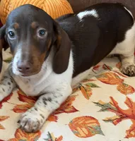 John, a male Miniature Dachshund for sale in Gaffney, SC – 4 of 4