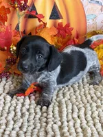Carrie, a female Miniature Dachshund for sale in Gaffney, SC – 1 of 3