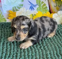 Rodney, a male Miniature Dachshund for sale in Gaffney, SC – 2 of 3