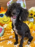 Lady, a female Poodle - Toy  for sale in Gaffney, SC – 3 of 6