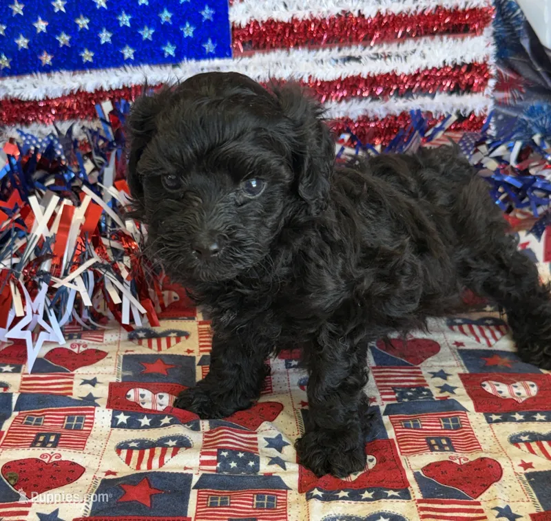 Armani – Maltipoo puppy for sale in Gaffney, SC