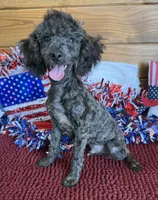 Rascal, a male Poodle - Toy  for sale in Gaffney, SC – 3 of 3