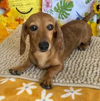 Ellis, a male Dachshund for sale in Gaffney, SC – 4 of 5
