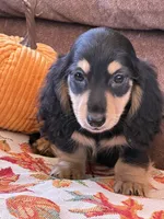 Justin, a male Miniature Dachshund for sale in Gaffney, SC – 4 of 7