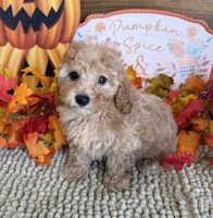 Honey, a female Cavapoo for sale in Gaffney, SC – 3 of 3