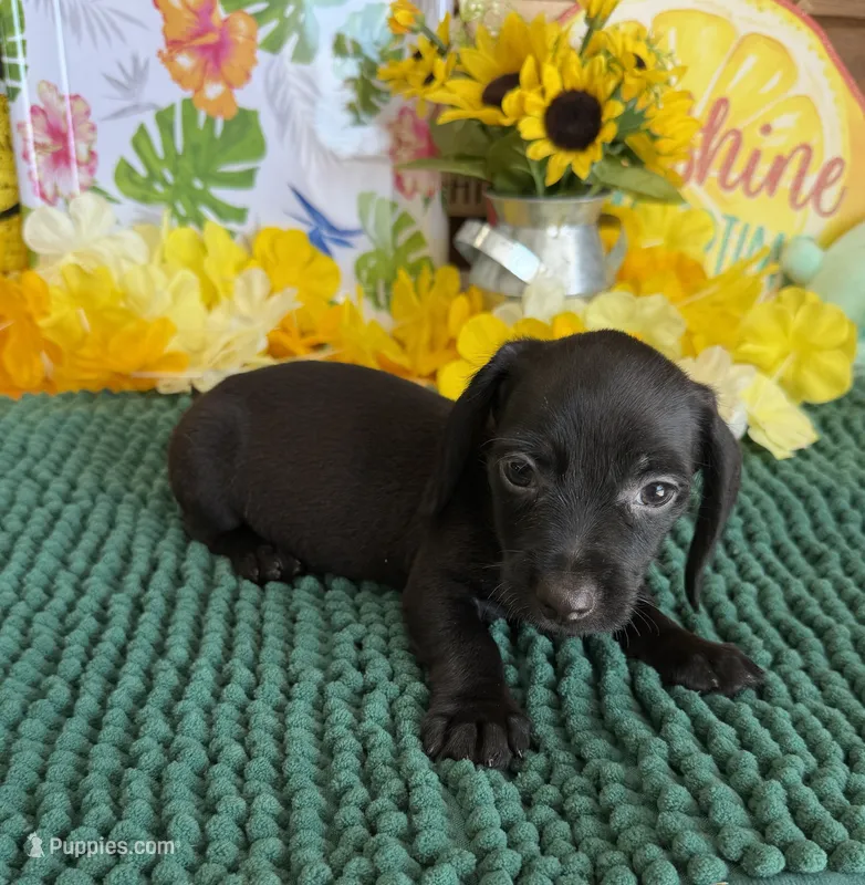 Solid Black Wire Boy – Miniature Dachshund puppy for sale in Gaffney, SC