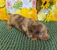 Roscoe, a male Miniature Dachshund for sale in Gaffney, SC – 3 of 3