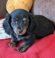 Radar, a male Miniature Dachshund for sale in Gaffney, SC – 1 of 3