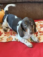 John, a male Miniature Dachshund for sale in Gaffney, SC – 1 of 4