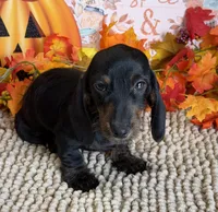 Simon, a male Miniature Dachshund for sale in Gaffney, SC – 3 of 3