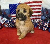 Trudy, a female Poodle - Toy  for sale in Gaffney, SC – 3 of 4