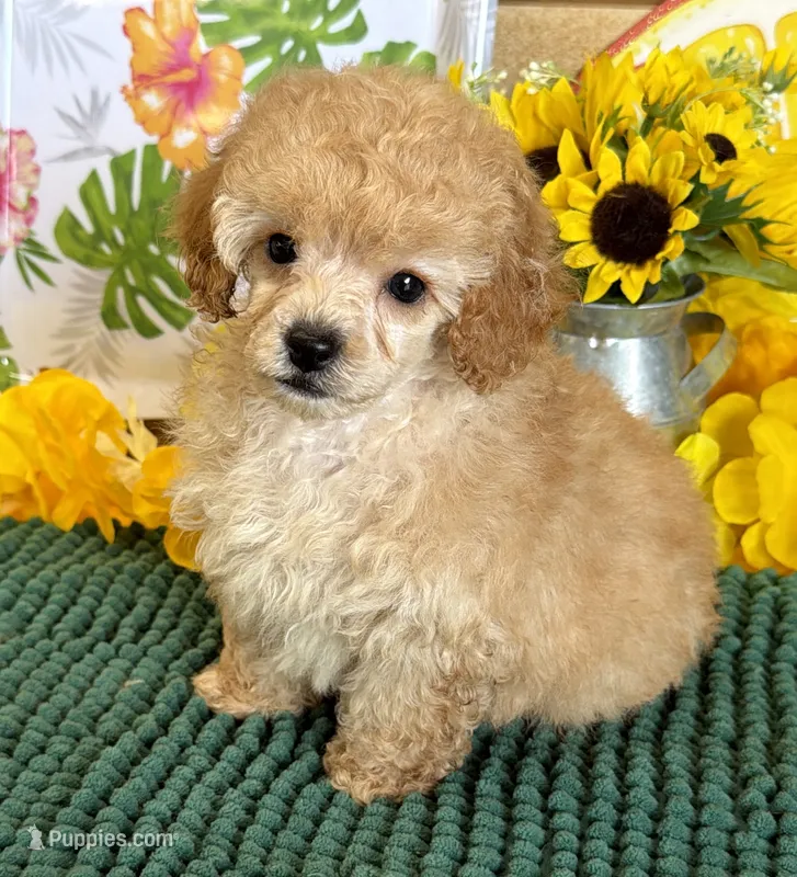 Fluff Boy – Poodle - Toy  puppy for sale in Gaffney, SC