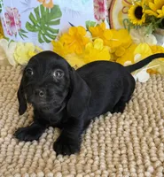 Solid Black Wire Boy, a male Miniature Dachshund for sale in Gaffney, SC – 3 of 6