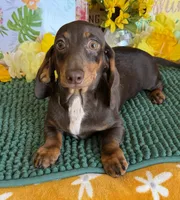 Benson, a male Miniature Dachshund for sale in Gaffney, SC – 3 of 3