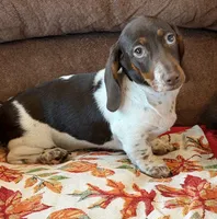 John, a male Miniature Dachshund for sale in Gaffney, SC – 3 of 4