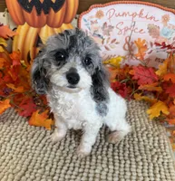 Buttons, a male Cockapoo for sale in Gaffney, SC – 3 of 5