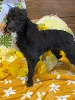 Lady, a female Poodle - Toy  for sale in Gaffney, SC – 6 of 6