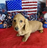 Tucker, a male Dachshund for sale in Gaffney, SC – 2 of 3