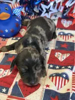 Speckles Wire Boy, a male Miniature Dachshund for sale in Gaffney, SC – 2 of 3