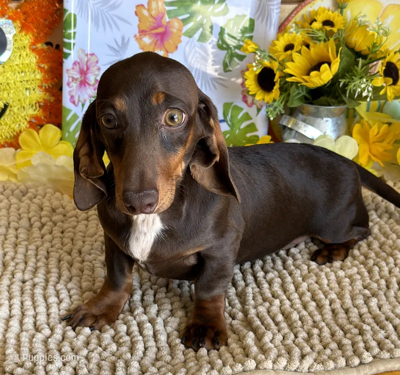 Benson – Miniature Dachshund puppy for sale in Gaffney, SC
